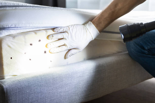 Best Cockroach Control Services  in Factoryville, PA