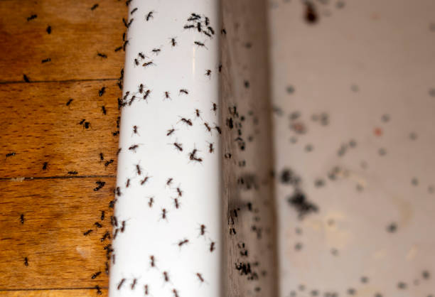 Pest Control for Restaurants in Factoryville, PA